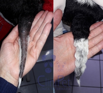 "Cauda de rato" - sinal comum nos cães com hipotireoidismo. Antes e após o tratamento adequado